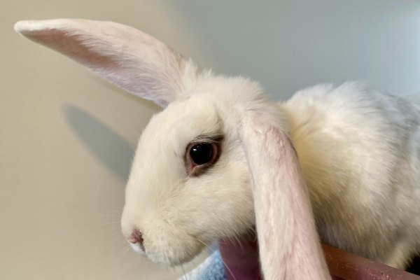 Adoptable pet of the day