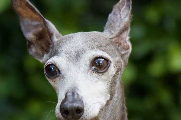 Adoptable pet of the day
