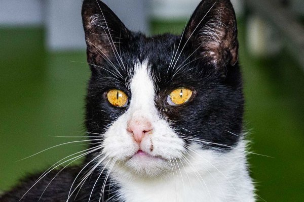 Adoptable pet of the day