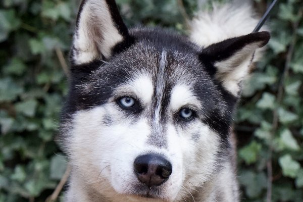 Adoptable pet of the day