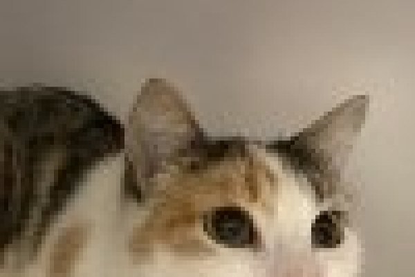 Adoptable pet of the day