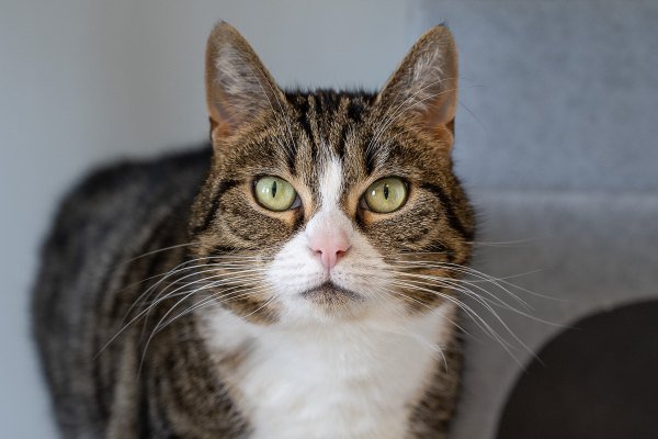 Adoptable pet of the day