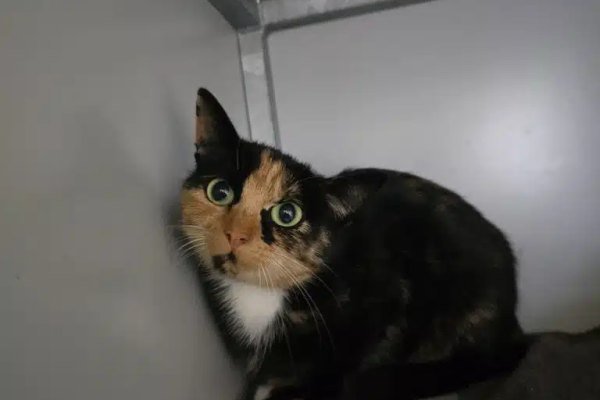 Adoptable pet of the day