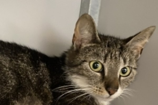 Adoptable pet of the day