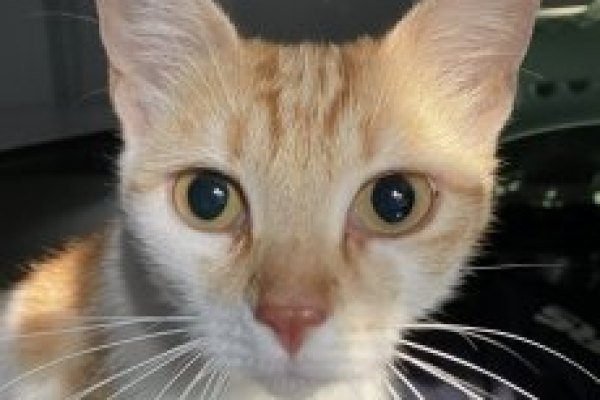 Adoptable pet of the day