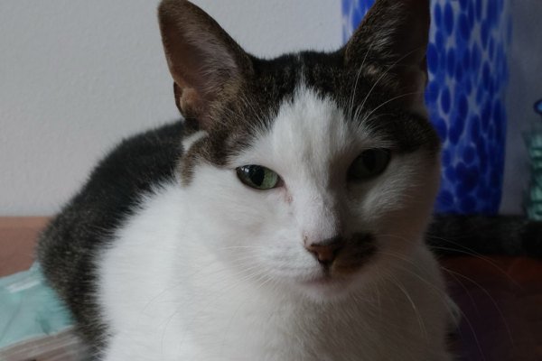 Adoptable pet of the day