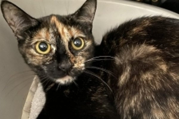 Adoptable pet of the day