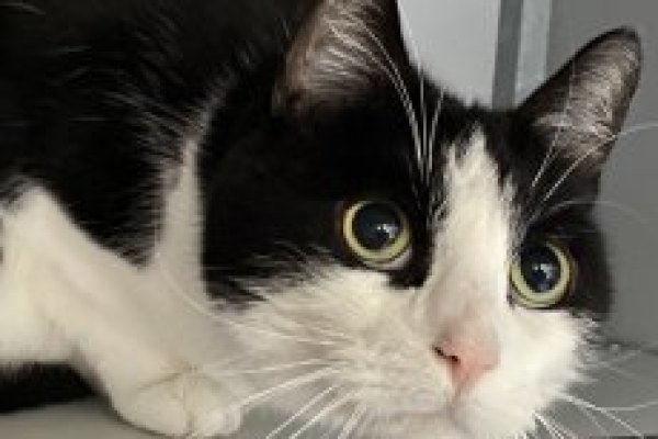 Adoptable pet of the day