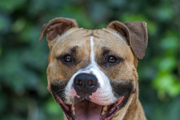 Adoptable pet of the day