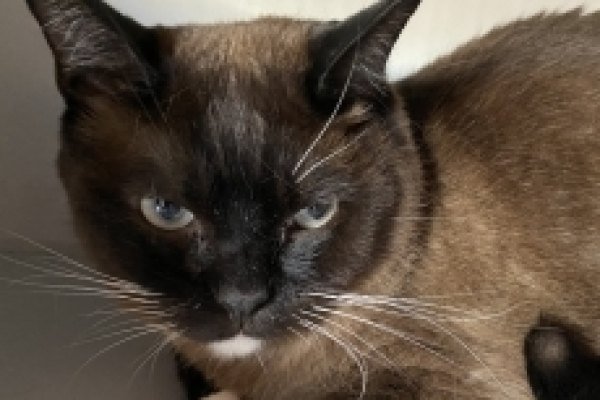 Adoptable pet of the day