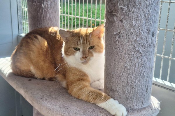 Adoptable pet of the day