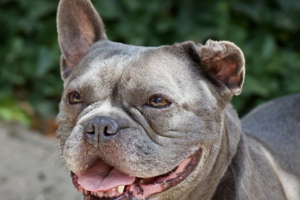 Adoptable pet of the day