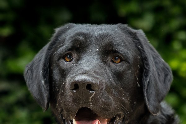 Adoptable pet of the day