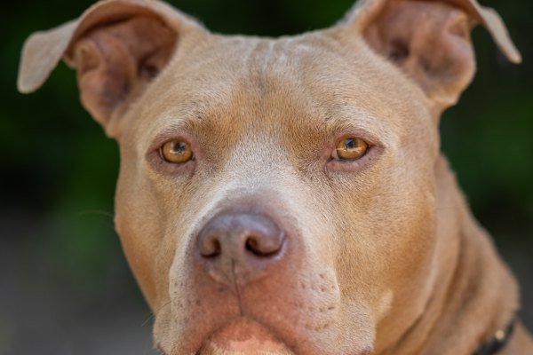 Adoptable pet of the day