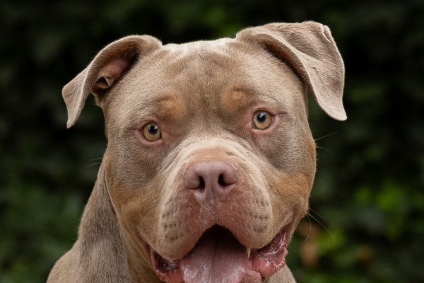 Adoptable pet of the day