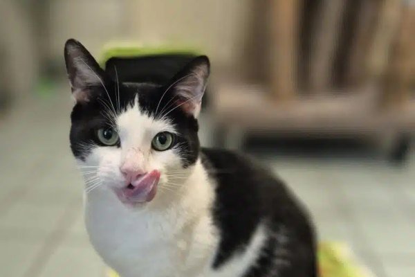 Adoptable pet of the day