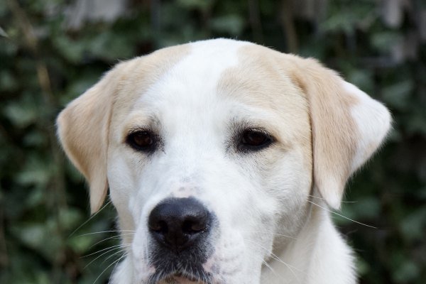 Adoptable pet of the day