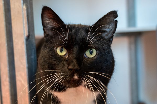 Adoptable pet of the day