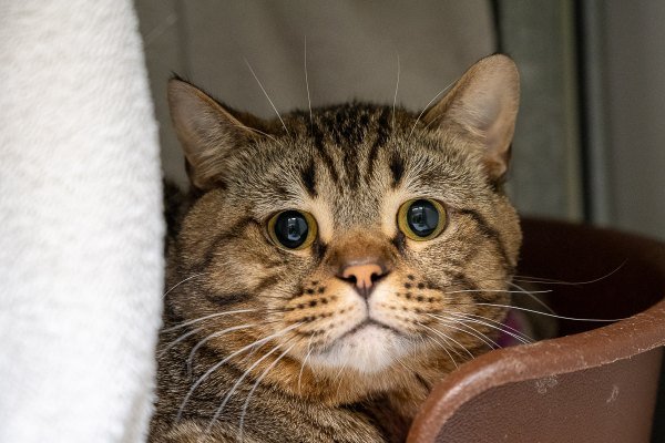 Adoptable pet of the day