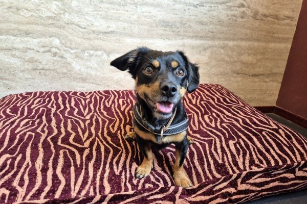 Adoptable pet of the day