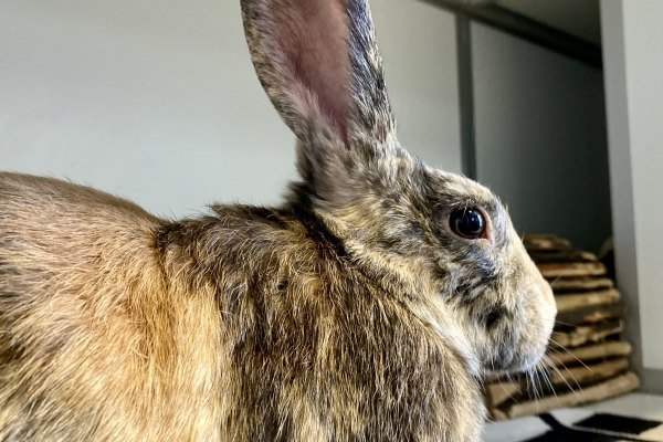 Adoptable pet of the day