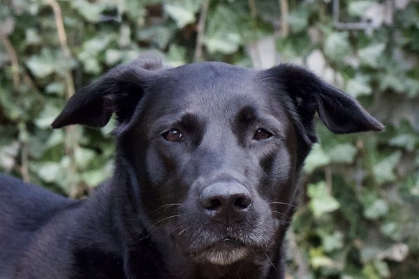Adoptable pet of the day