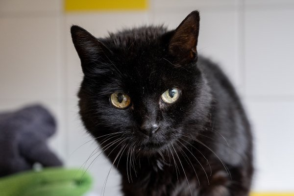 Adoptable pet of the day