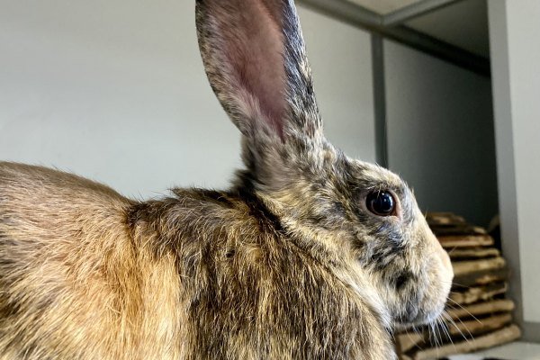Adoptable pet of the day