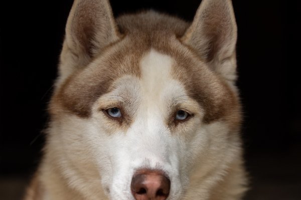 Adoptable pet of the day