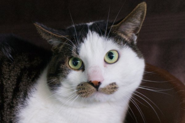 Adoptable pet of the day