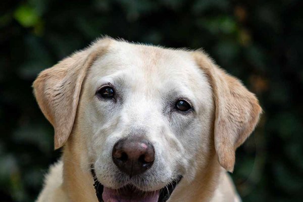 Adoptable pet of the day