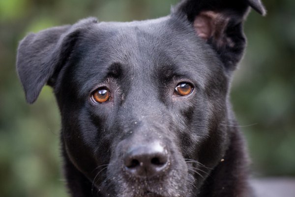 Adoptable pet of the day