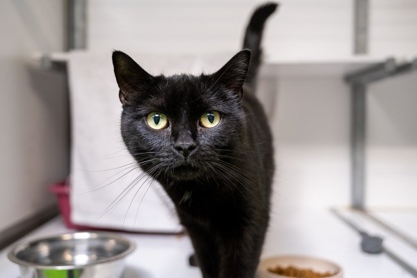 Adoptable pet of the day
