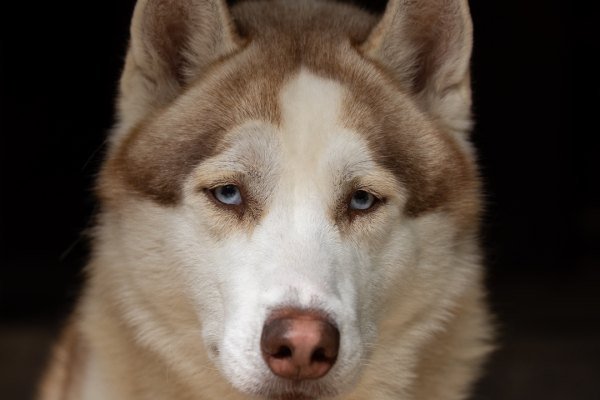 Adoptable pet of the day