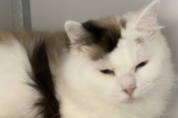 Adoptable pet of the day