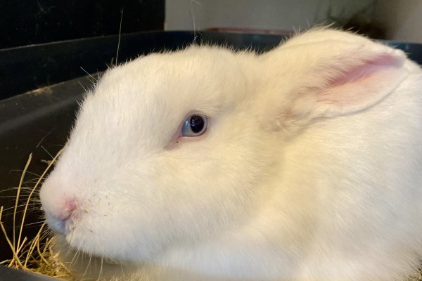 Adoptable pet of the day