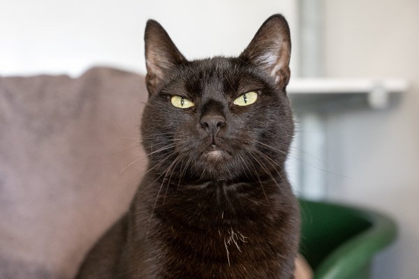 Adoptable pet of the day
