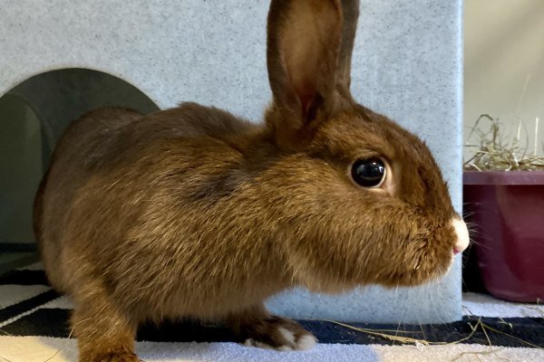 Adoptable pet of the day