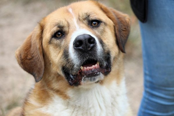 Adoptable pet of the day