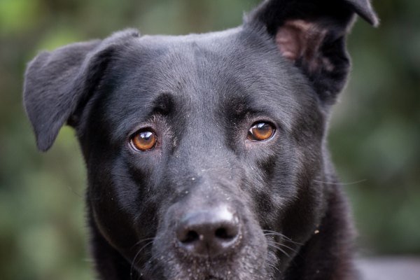 Adoptable pet of the day