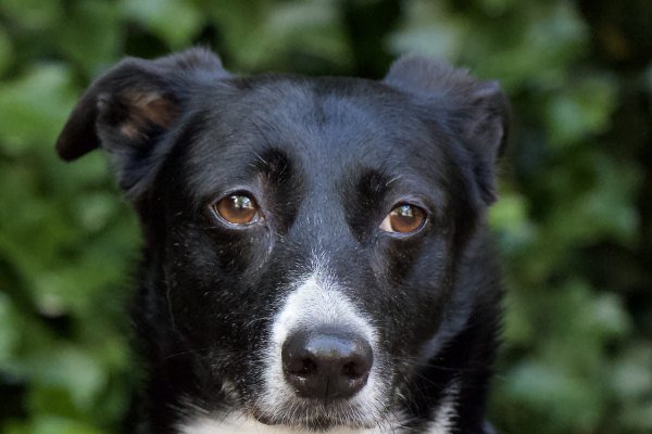 Adoptable pet of the day