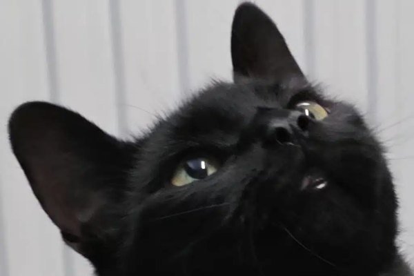 Adoptable pet of the day