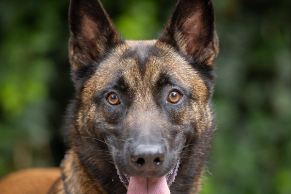 Adoptable pet of the day