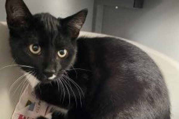 Adoptable pet of the day