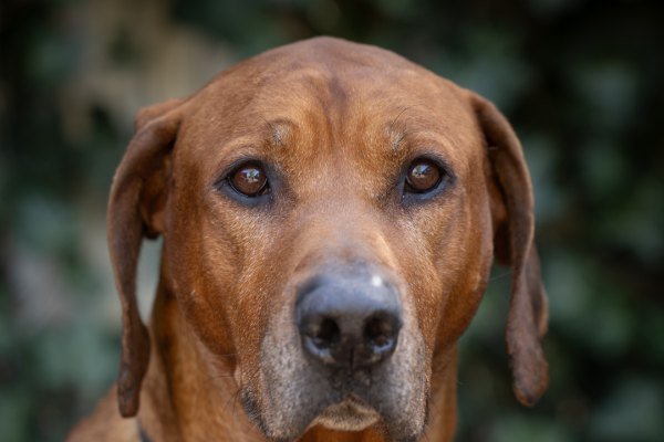 Adoptable pet of the day