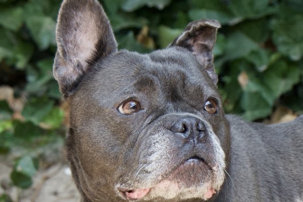 Adoptable pet of the day