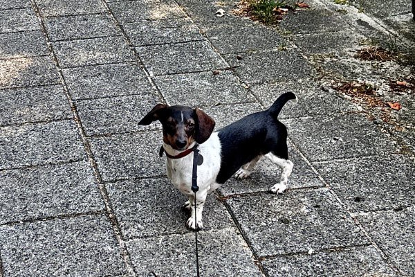Adoptable pet of the day