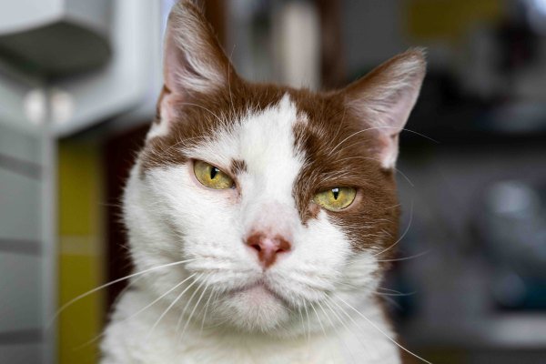 Adoptable pet of the day
