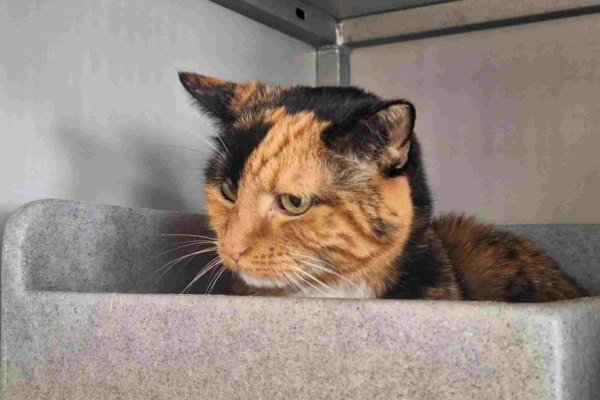 Adoptable pet of the day