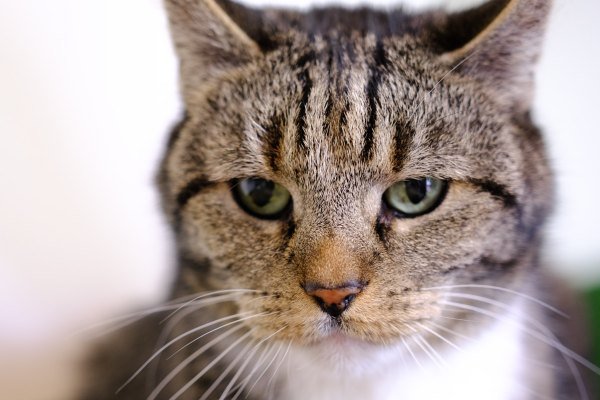 Adoptable pet of the day